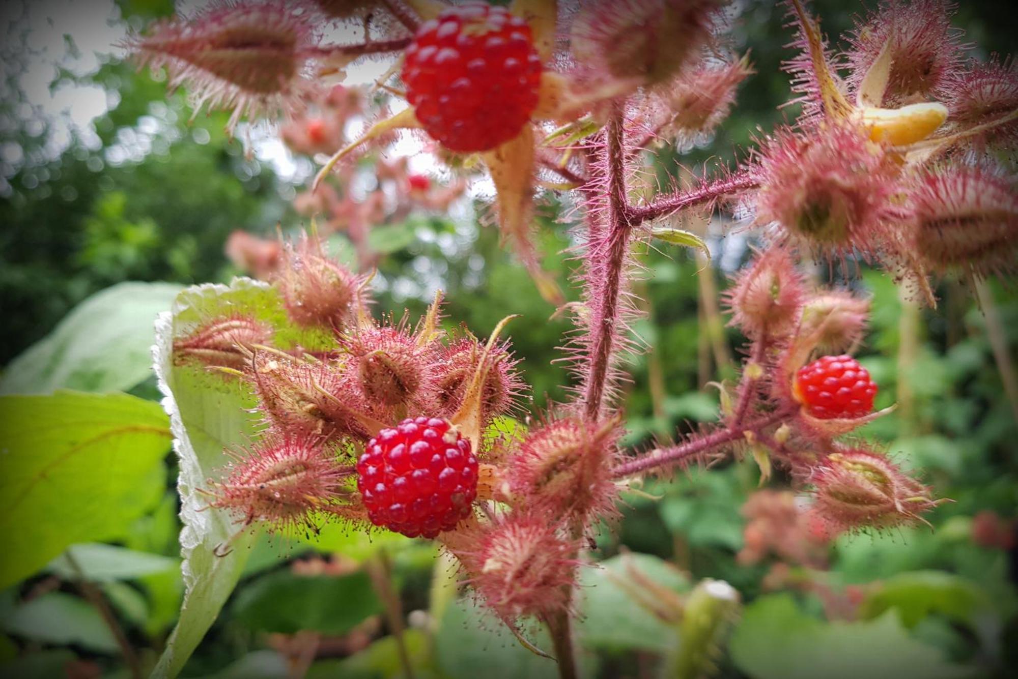 Kootstertille Natuurhuisje 'T Poepekrus المظهر الخارجي الصورة